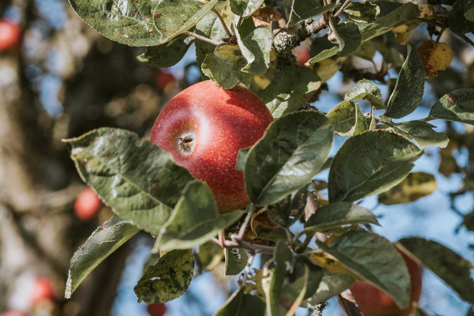 Apfel an einem Zweig, ein Detail des Übergangs