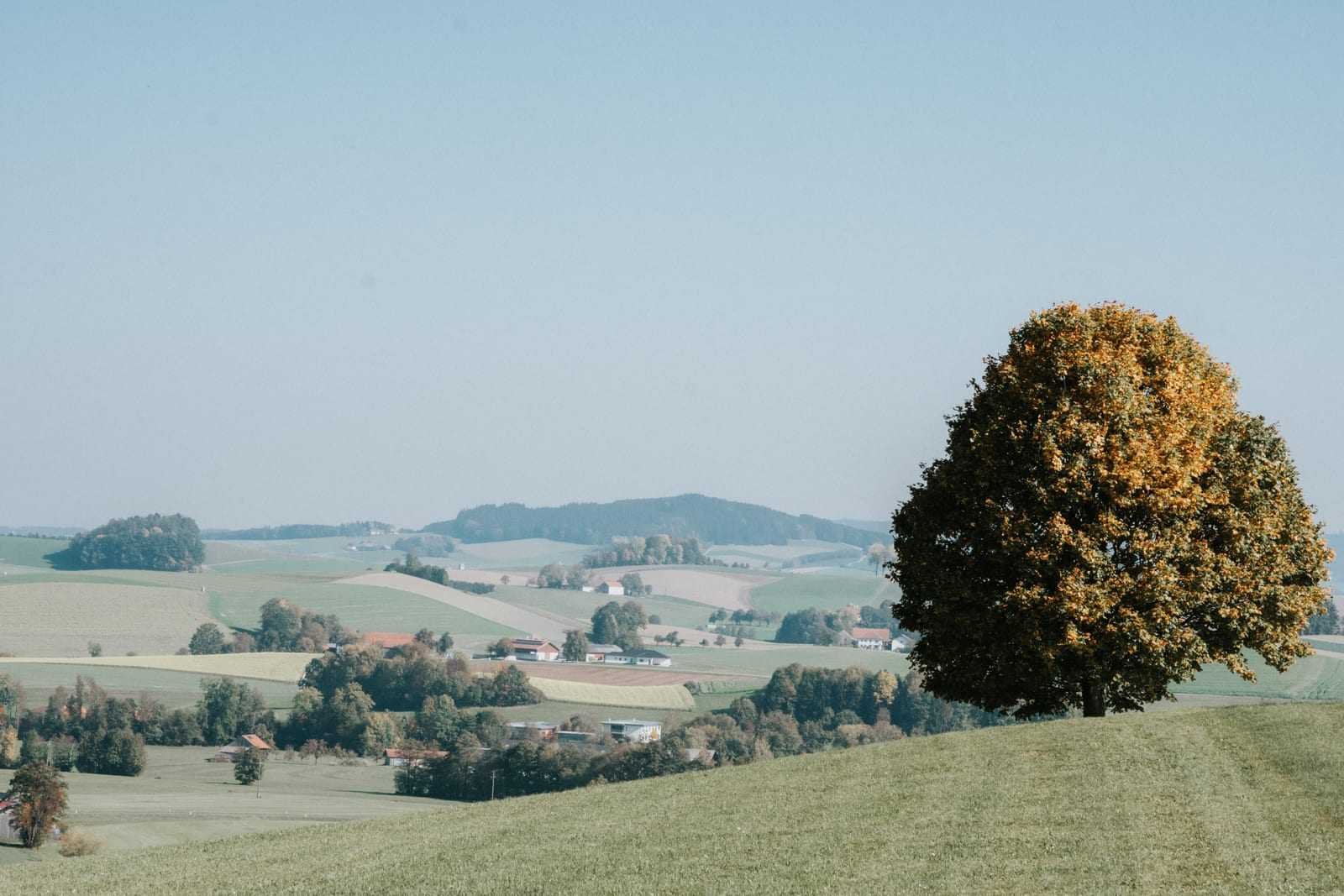 Ein markanter Baum in der Innviertler Landschaft, ein Kraftplatz